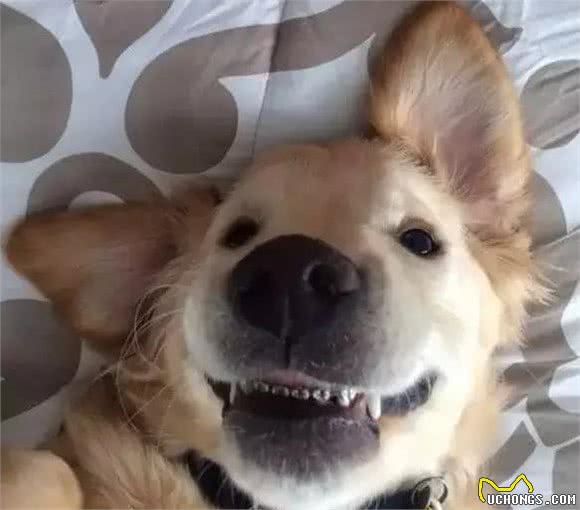 你家宠物很爱捣蛋到底是为了什么?