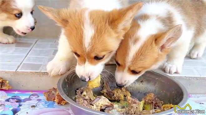 狗狗泪痕怎么办?轻松几招能管理