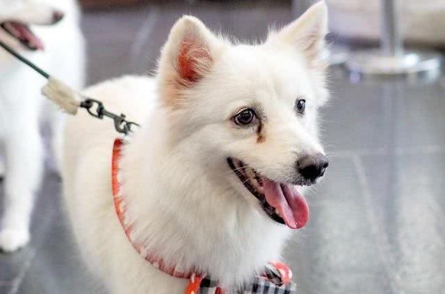 狗狗泪痕怎么办?轻松几招能管理