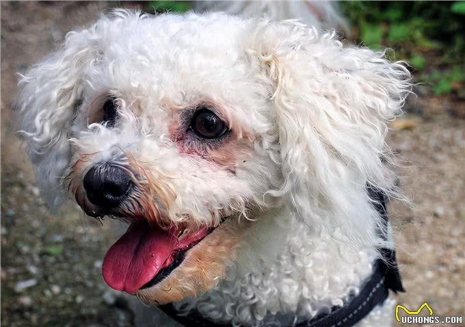 狗狗泪痕怎么办?轻松几招能管理