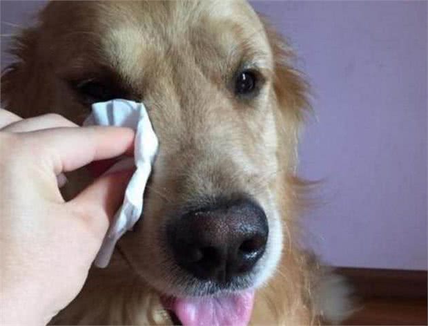 狗狗泪痕怎么办?轻松几招能管理