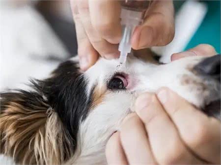 狗狗泪痕怎么办?轻松几招能管理