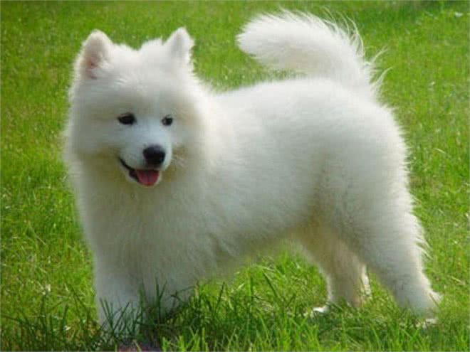 世界上唯一一种会笑的狗,与主人如影随形