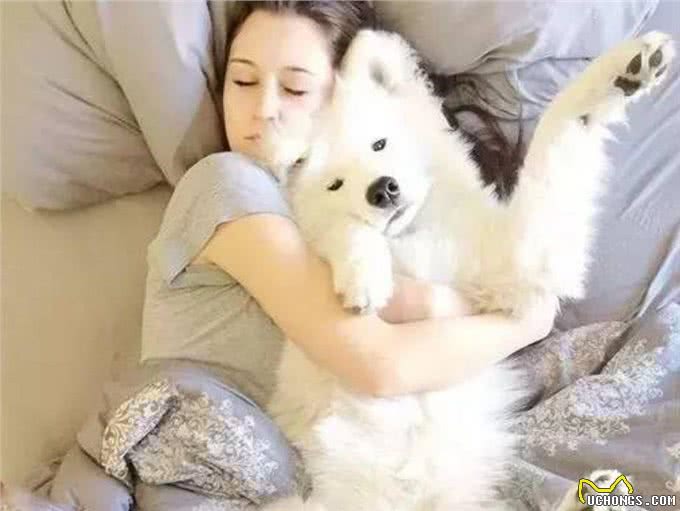 世界上唯一一种会笑的狗,与主人如影随形