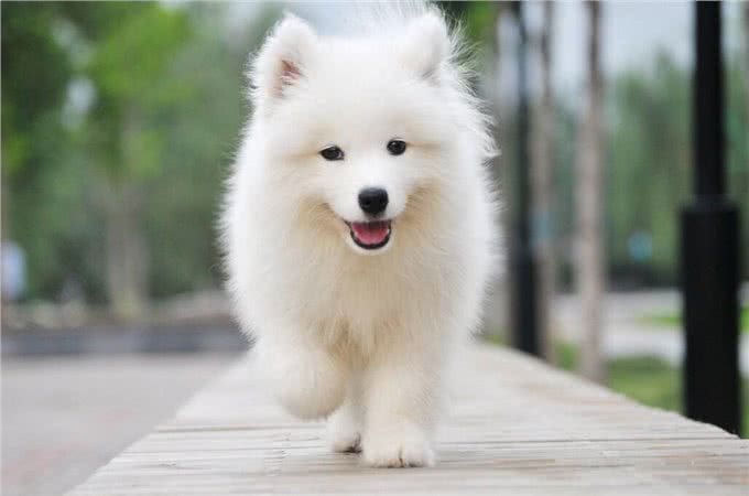 世界上唯一一种会笑的狗,与主人如影随形