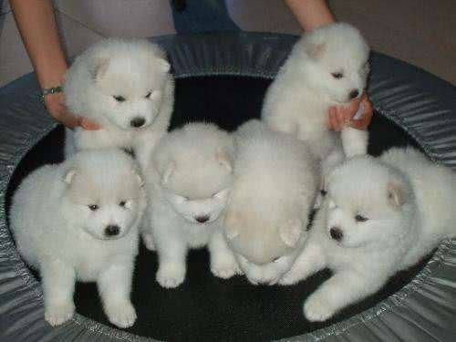 世界上唯一一种会笑的狗,与主人如影随形