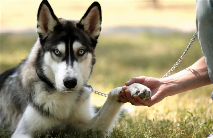 如果你家哈士奇经常呜呜叫,要注意了