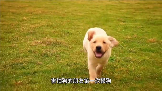 怕狗的朋友第一次摸狗是什么感受?