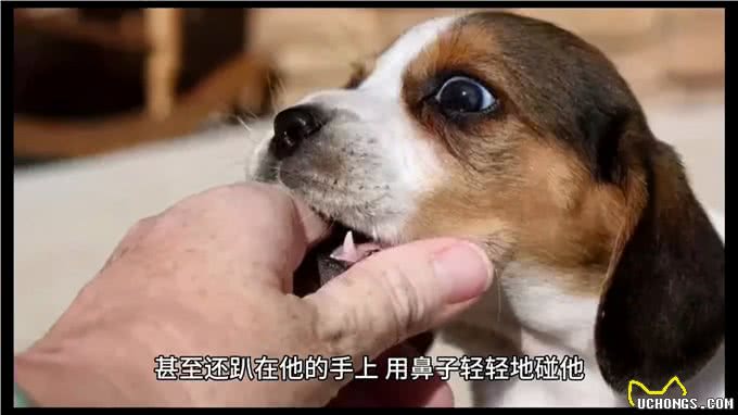 怕狗的朋友第一次摸狗是什么感受?