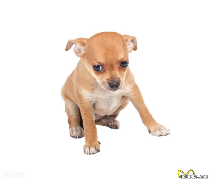 为什么狗狗笼子训练很重要?