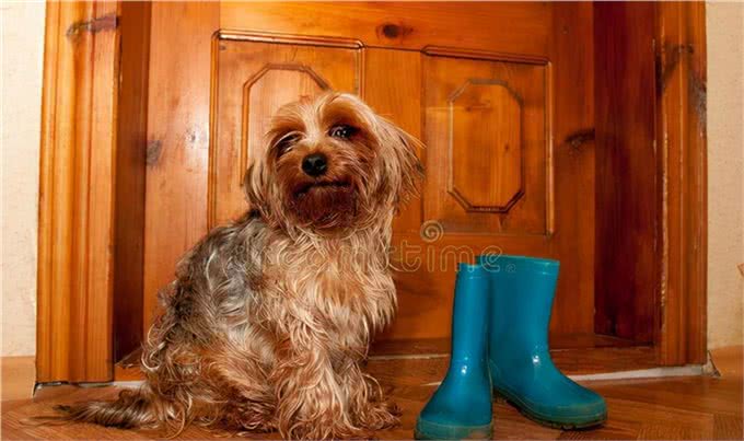 狗为什么总喜欢咬我的鞋?因为它把你当宠物了