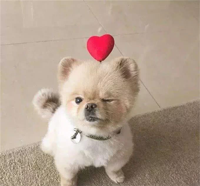 幼犬养护小技巧