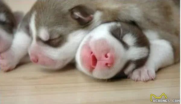 幼犬养护小技巧