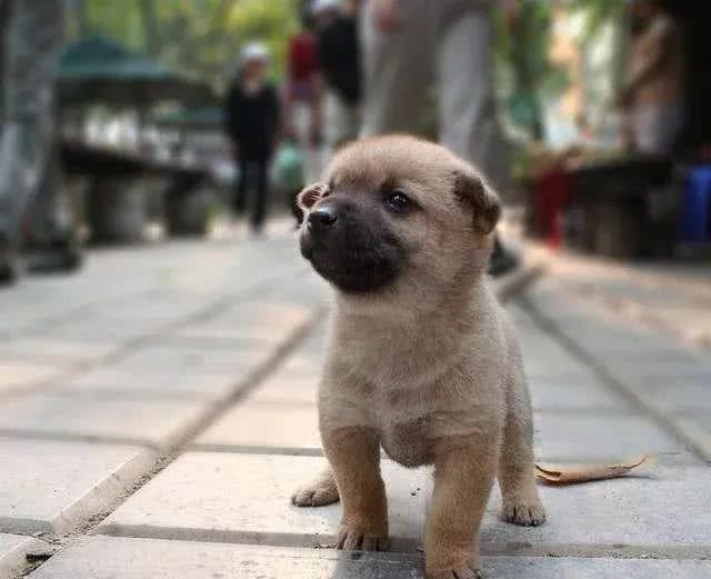 幼犬养护小技巧