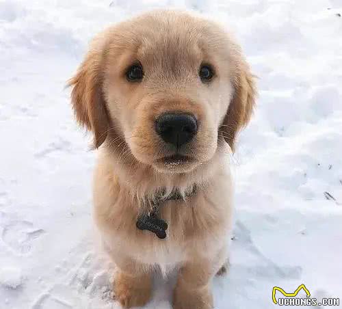 幼犬养护小技巧