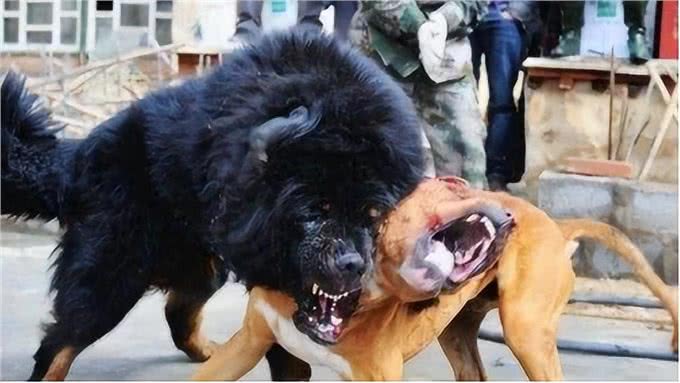 藏獒,20只藏獒秒杀1只东北虎?谁才是王者?