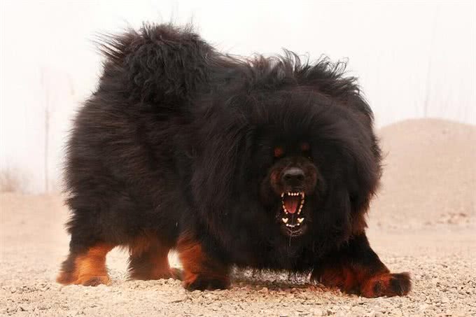 藏獒,20只藏獒秒杀1只东北虎?谁才是王者?