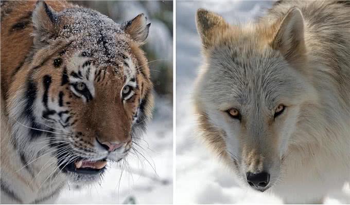 藏獒,20只藏獒秒杀1只东北虎?谁才是王者?