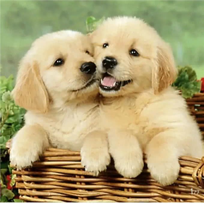 养宠物狗,你知道养公狗和养母狗有多大区别吗?