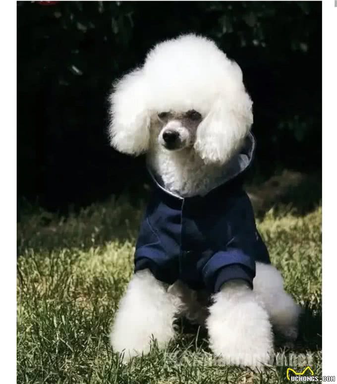 养宠物狗,你知道养公狗和养母狗有多大区别吗?