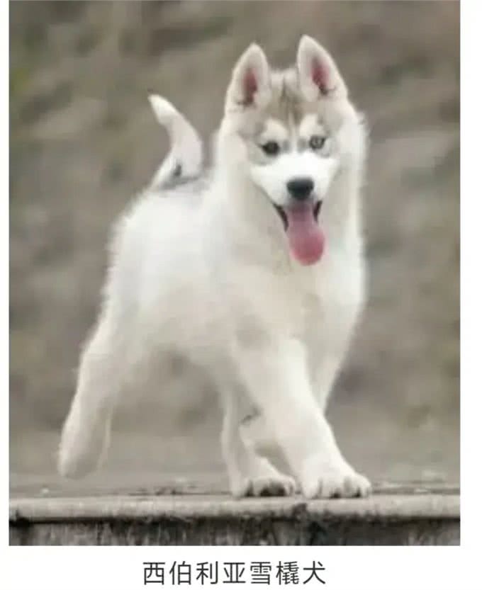 养宠物狗,你知道养公狗和养母狗有多大区别吗?