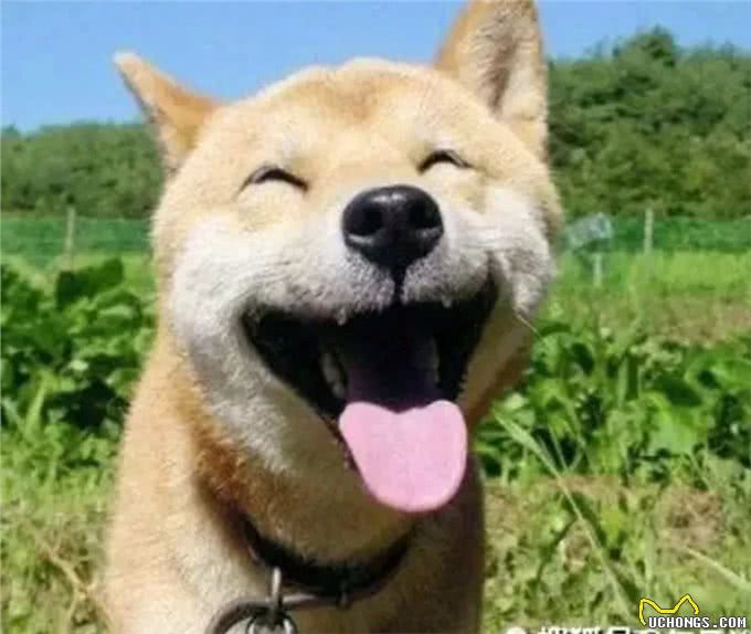 养宠物狗,你知道养公狗和养母狗有多大区别吗?