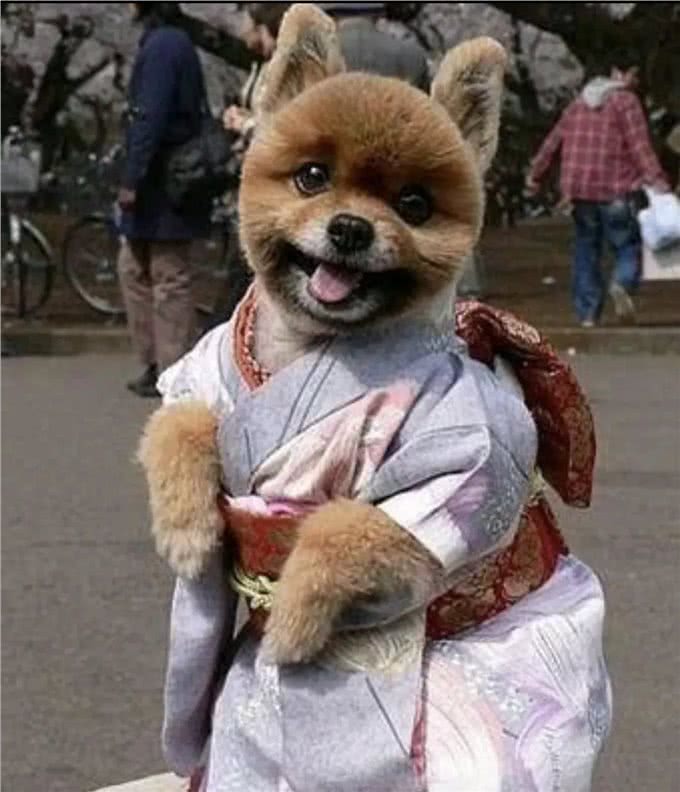 养宠物狗,你知道养公狗和养母狗有多大区别吗?