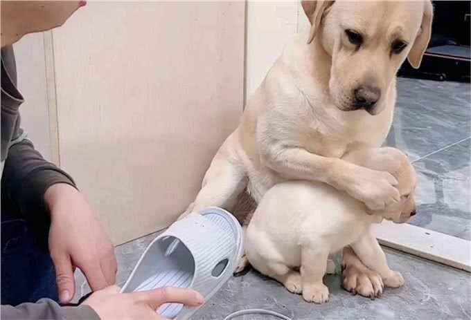 智商高的狗狗,才会有这几种表现,是骗不了人的!