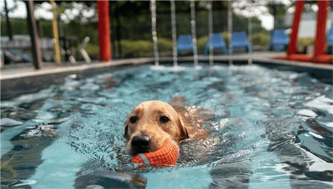 智商高的狗狗,才会有这几种表现,是骗不了人的!