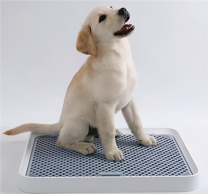 如何让小狗配合训练