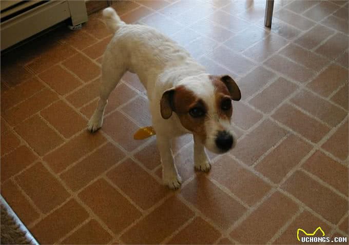 如何让小狗配合训练