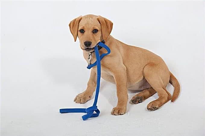 如何让小狗配合训练