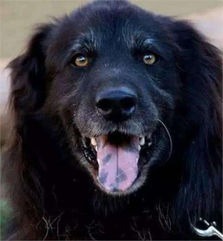 狗狗缺乏维生素的7大症状,如果狗狗有出现,就请及时补充!