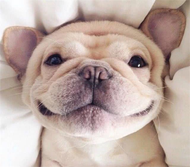 狗狗缺乏维生素的7大症状,如果狗狗有出现,就请及时补充!