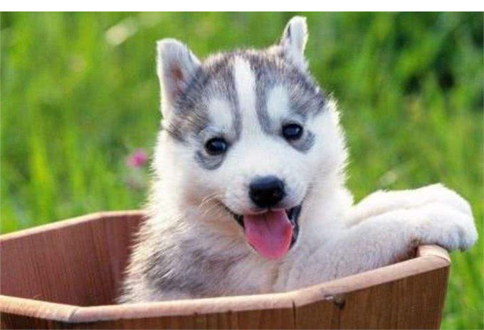 狗狗缺乏维生素的7大症状,如果狗狗有出现,就请及时补充!