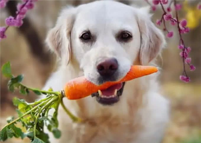 养狗7大禁忌,劝你别犯