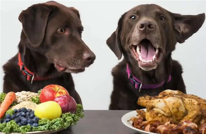 养狗7大禁忌,劝你别犯