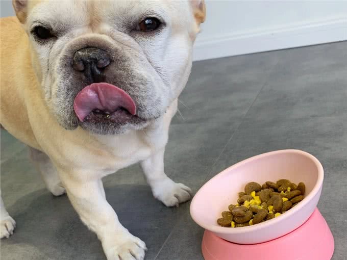 养狗7大禁忌,劝你别犯