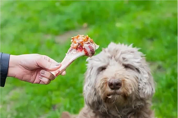 养狗7大禁忌,劝你别犯