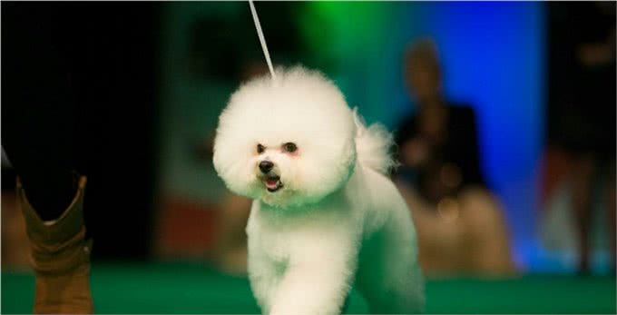 宠物美容小课堂第八堂之比熊犬的犬种标准