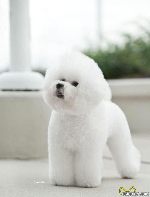 宠物美容小课堂第八堂之比熊犬的犬种标准