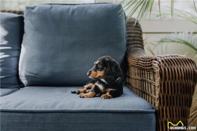 一问|你对狗狗品种的认识,真的是正确的吗?