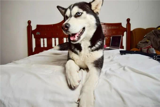 一问|你对狗狗品种的认识,真的是正确的吗?