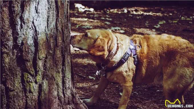 一问|你对狗狗品种的认识,真的是正确的吗?