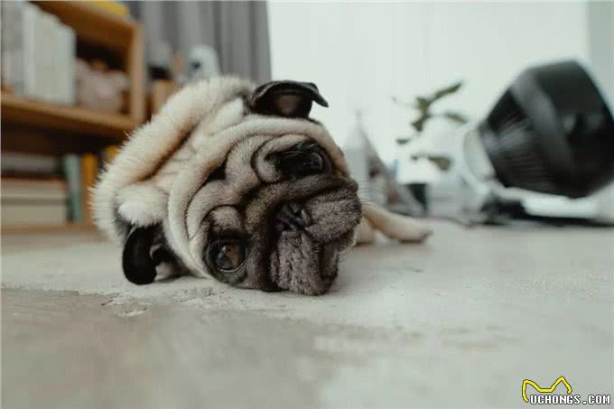 一问|你对狗狗品种的认识,真的是正确的吗?