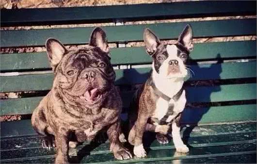 法国斗牛犬与波士顿梗,傻傻分不清楚!