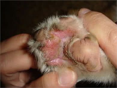 狗狗的脚掌出现了红肿、脱皮的情况,这到底是因为什么?