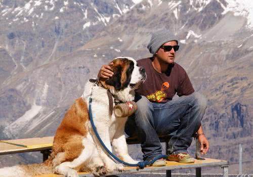 世界名犬—伯恩山犬