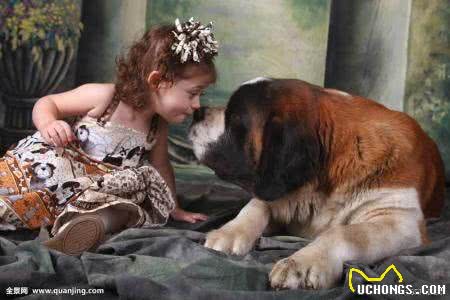 世界名犬—伯恩山犬