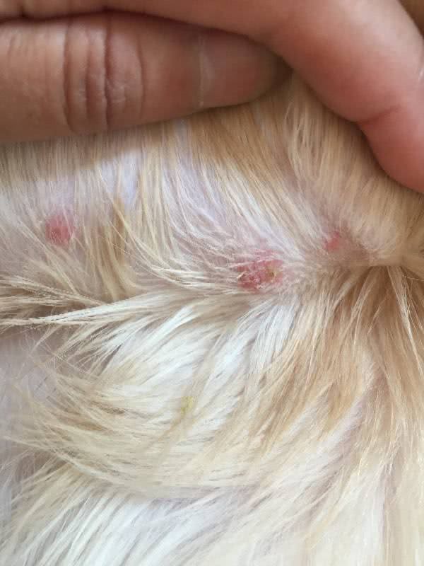 问诊案例丨狗狗身上有皮屑,红肿是什么原因?铲屎官速看